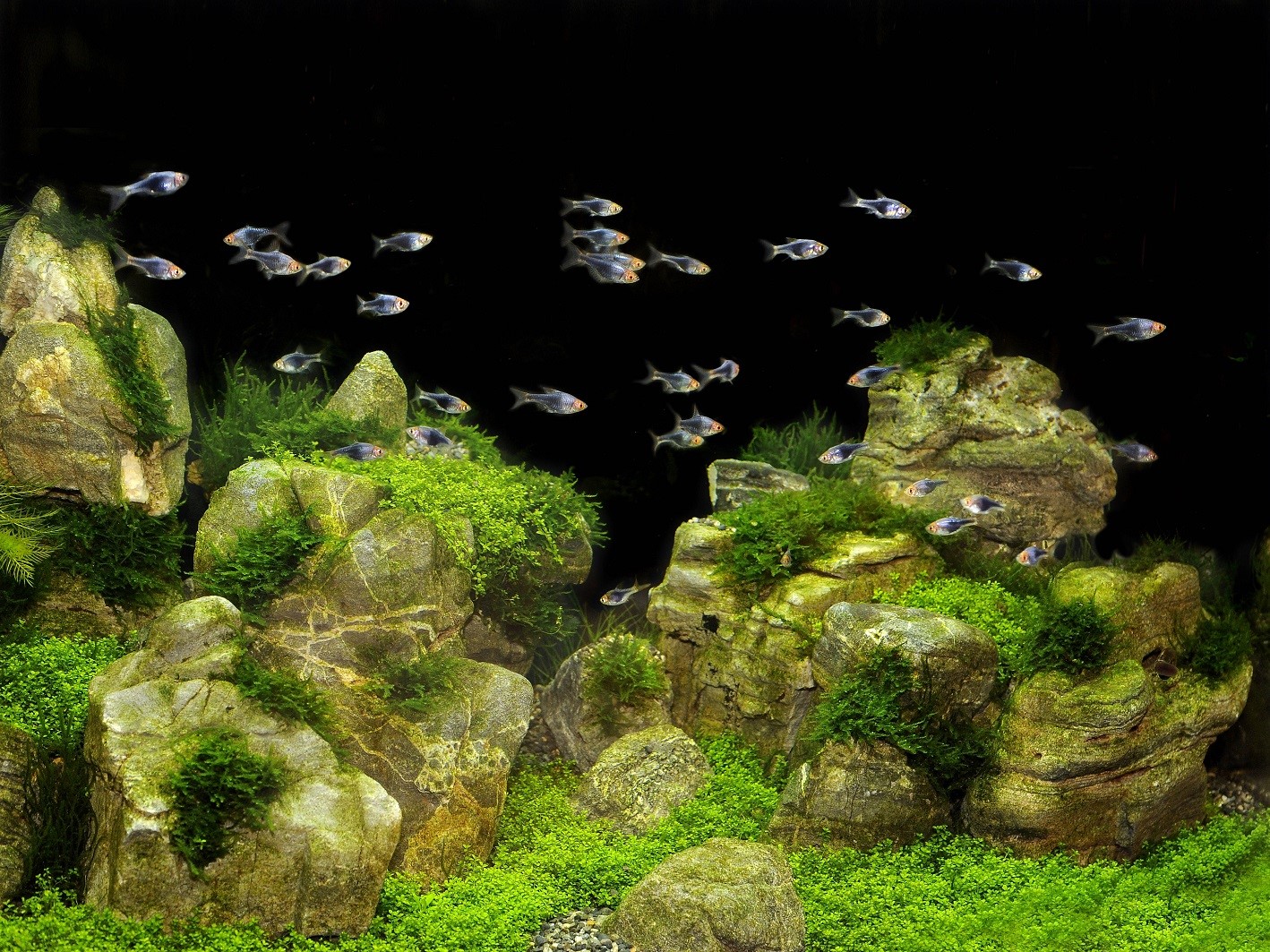 Висячие камни в аквариуме