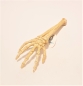 Preview: Aqua Della Skelett Arm 27 cm