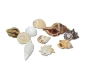 Preview: Hobby Sea Shells Set M Schneckenhäuser 10 Stk.