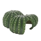 Preview: Cactus Home 1 22 cm Hobby