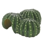 Preview: Cactus Home 1 22 cm Hobby