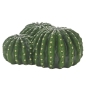 Preview: Cactus Home 1 22 cm Hobby