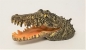 Preview: Krokodil Kopf 14 cm mit Luftanschluss