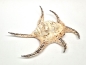 Preview: Spider Conch Schnecke 20 - 24 cm