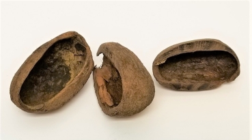 Cocos Pods 6 - 8 cm