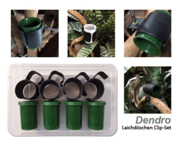 Dendro Laichdöschen Clip-Set 4er