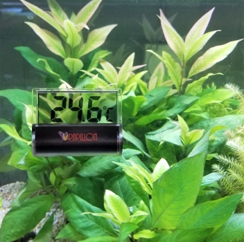 Digital Thermometer transparent weiss