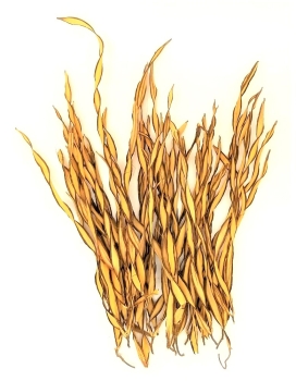 Feuergrass 30 - 50 cm