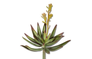 Deko Haworthia Pflanze 14 cm