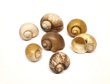 Insularum Schnecke 5 - 6 cm