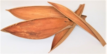 Kokospalmenblatt 50 - 70 cm