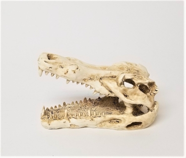 Krokodil Schädel 13 cm Trixie