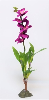 Lucky Reptile Orchidee lila