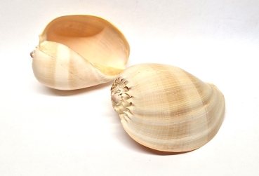 Melo Diadema Schnecke 18 - 21 cm