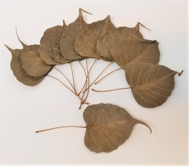 Peepal Blätter 10 Stück