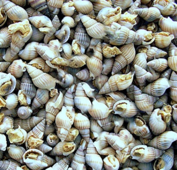 Wildlife Sea Snails 75 ml