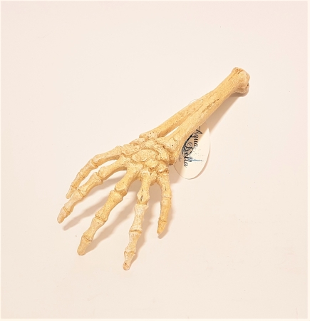 Aqua Della Skelett Arm 27 cm