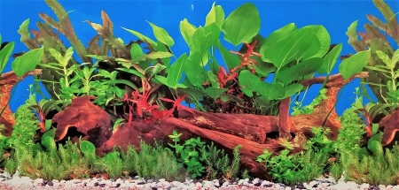 50 cm hohe Rückwandfolie Pflanzen mit Stein pro 10cm