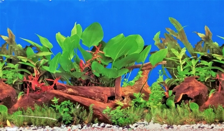 60 cm hohe Rückwandfolie Pflanzen pro 10cm