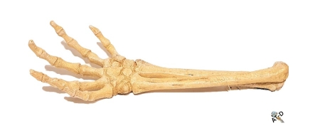 Aqua Della Skelett Arm 27 cm