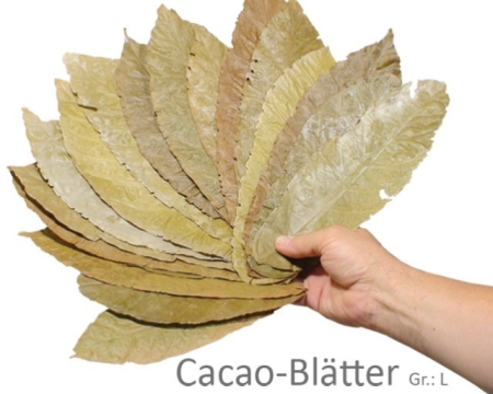Cacao Blätter 10 Stück