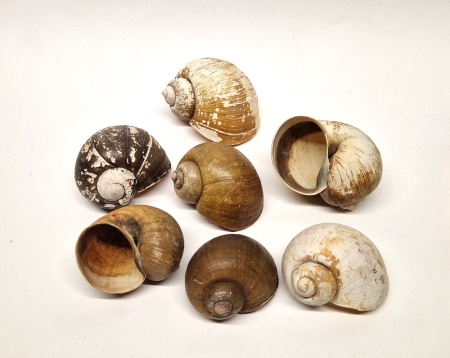 Insularum Schnecke 6 - 8 cm