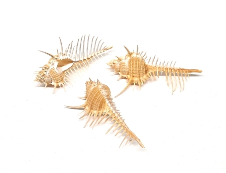 Schneckenhaus Murex Pecten 10 - 14 cm