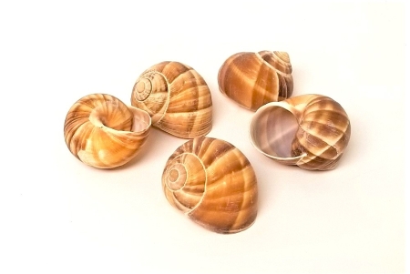 Schneckenhaus Weinbergschnecke 5 - 6 cm