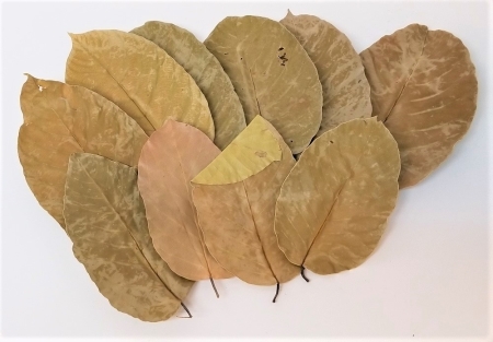 Shorea Blätter 10 Stück