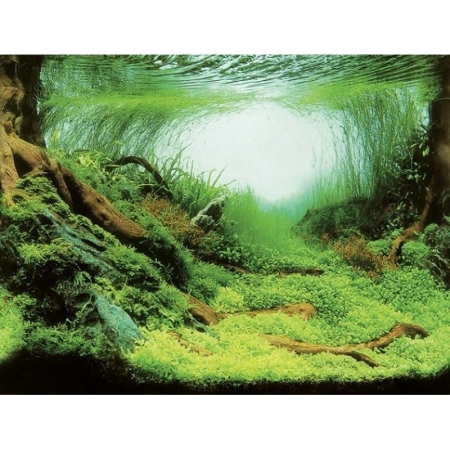 Aquarien Hintergrund Plants/Ocean 60 x 30 cm